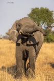 Seba - Elephant mom Seba - Elephant mom